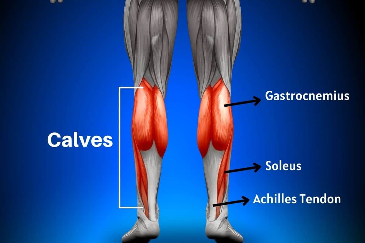 Your Calf Muscles
